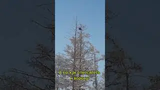 Морозоустойчивые вороны. -53°С. Якутия 