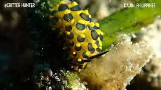 Stiliger ornatus | Project Nudibranch
