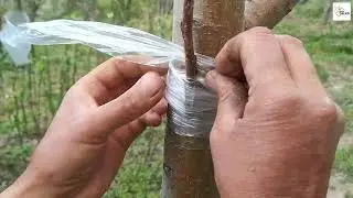 T Bud Grafting | Grafting Technique | The Apple Talks