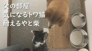 父の部屋、気になるトワ猫と耐えるやと柴（The kitten and the Shibainu want to go by my father in the room）