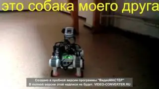 механическая собака собранная моим другом