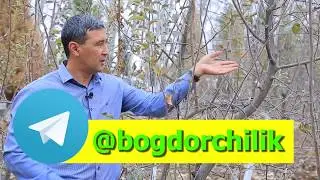 Қалқондор ва унга қарши кураш чоралари