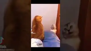 kucing sok jago 🤣 , funny cat #shorts