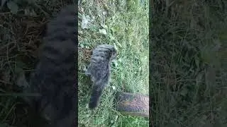 первые шаги хищника !!!