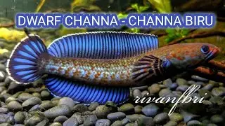CHANNA DWARF | CHANNA BIRU