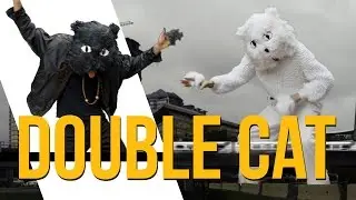 Double Cat VIDEO | Funny Fail compilation | Vancouver Art Project