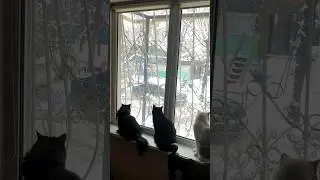 Начало рабочего дня #юмор #приколы #кошки