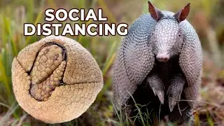 Animals Social Distancing in the WILD | Love Nature