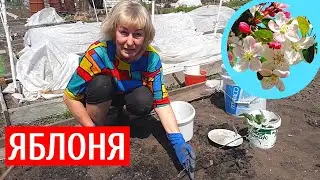 ПОСАДКА ЯБЛОНИ весной | Яблоня Мелба | Подкормка яблонь весной | Моя дача в Хабаровске