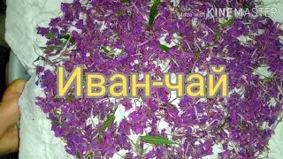 Иван-чай в домашних условиях.