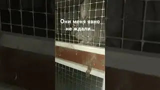 удумал не вовремя посетить крольчатник... #животные #кролики