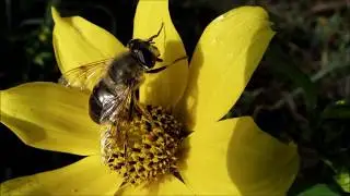Eristalis tenax
