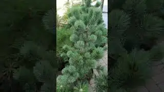 ❤🌲Осенний обзор хвойной красоты🍁🍃🍂| Telegram: https://t.me/love_is_hvoiny_dvorik
