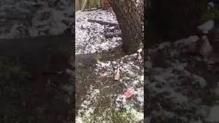 #snow#cold#winter#spring#rain#weather Last snow here in scio oregon bye winter welcome spring😊