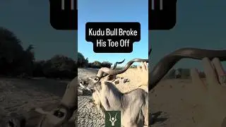 Kudu Bull Broke His Toe Off