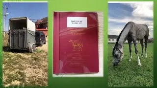 Купил  коня, Марсель. 235.  Дагестан.