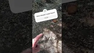 Day 3 of squirrel trappin! Got 5 more! 🐿️☠️ #squirrelinator