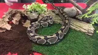 Zoo School Live! - 3.27.20