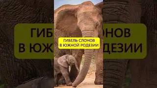 Катастрофическая ошибка. Массовое уничтожение слонов Южной Родезии #истории_с_азаровым #слоны