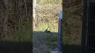 Found bunny in my backyard 🐇
