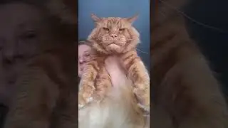 Кот Джокер ,порода мейн кун.