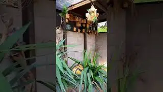 Birds🐦🐦 and 🐠🐋🐟Fish in Same cage | #shorts | @kannanfarmmadurai