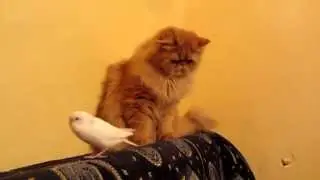 Этот кот настоящий мужик.Не поддается на провокации.