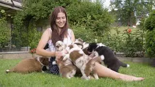 Puppies