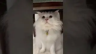 Помогите найти кота! #кот #кошки #cat