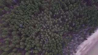Колония цапель