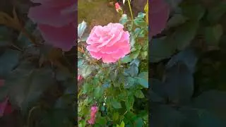 В чем смысл жизни??? 🌹🌹🌹🌹🌹🌹🌹