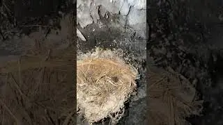 EN  UNO DE LOS ÁLAMOS DE TRIJILLO 😀 en la precita