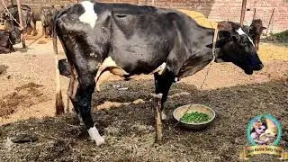 HARYANA DESI COW | A2 MILK | #HFCow #DesiCow #Short