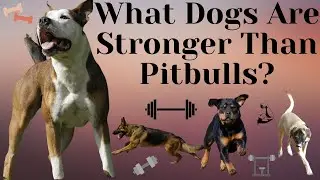 What Dog Breeds Are Stronger Than Pitbulls?