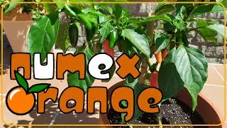 NUMEX Orange - Annuum