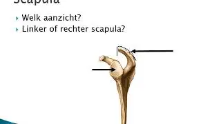 4 2 Schoudergordel en schoudergewricht