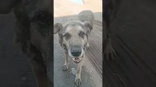 Серенький встречает.