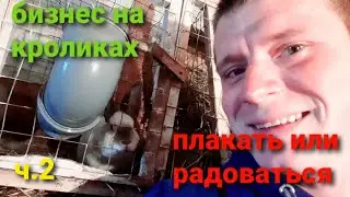 БИЗНЕС НА КРОЛИКАХ|ПЛАКАТЬ ИЛИ РАДОВАТЬСЯ Ч.2#кролиководство
