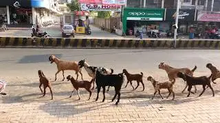 Funny Goats Walking Down the Road in India