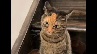 “And that’s enough of that” #trending #viral #funny #cats #cute #cat