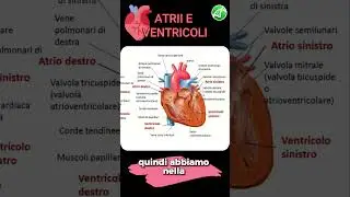 Atria and Ventricles - Internal Division of the Heart
