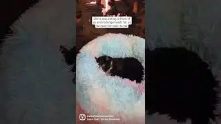 Abused Cats Recovery 