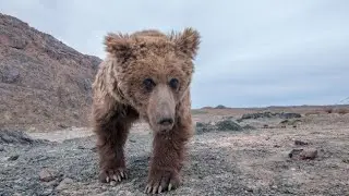 10 Most RAREST ANIMAL SPECIES that are nearing extinction 😭
