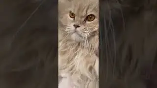 у кота железные нервы