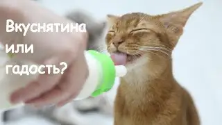 How many of our pets enjoy the milk?