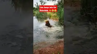 Lion Jumps into the Waterhole 🦁😱 #wildlife #viral #lion #savage
