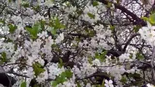 Природа.  Весна  2015 года .