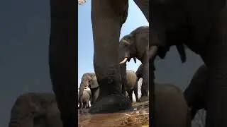 Elephant stood on our Go Pro!