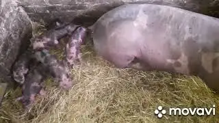 Поросята петрен .обзор зернодробилки и поездка за кормом