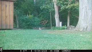 bunny and fox pt2